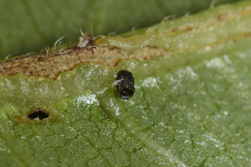 Oomorphus concolor, Chrysomelidae. 